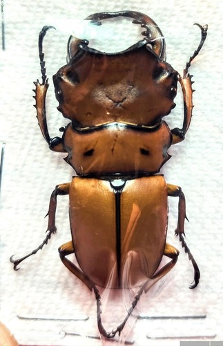 Homoderus mellyi - a-1,