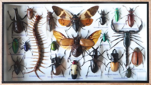 Real insect taxidermy - real,