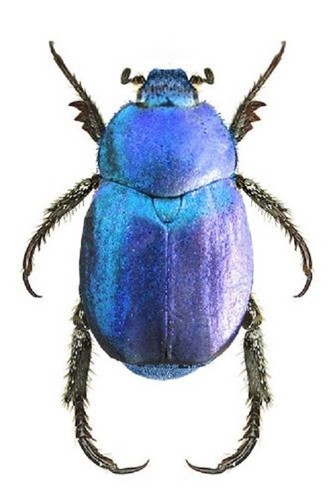 Hoplia coerulea one real blue - hoplia,