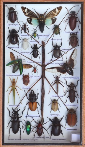 Stick insect taxidermy display - taxidermy,