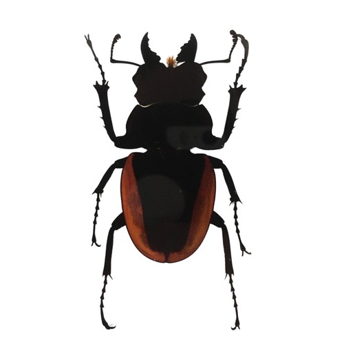 Beetle resin oddities - beetle,