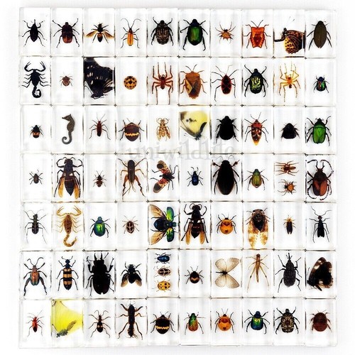 Pcs insect resin - in,