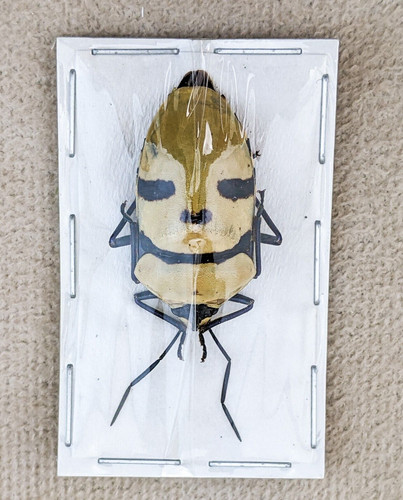Man faced beetle - man,