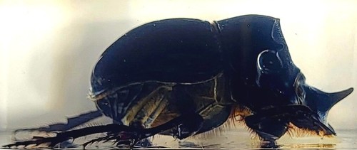 Real dung beetle - dung,
