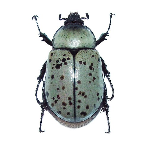 Dynastes granti female - dynastes,