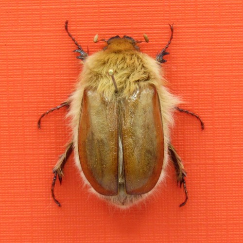 Real mounted woolly - mounted,