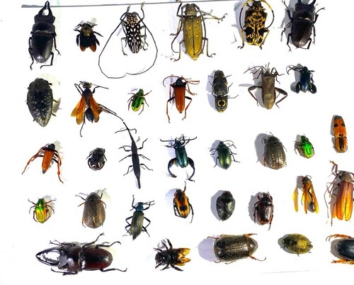 Real beetle mix assortment - real,