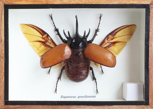 Real horned rhino - 5, beetle